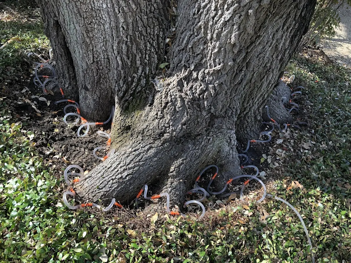 Detailed Shrub and Hedge Trimming job site in Wharton