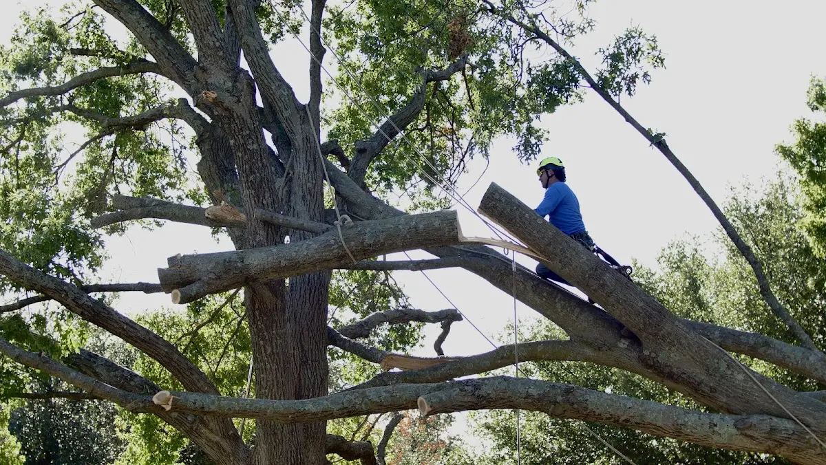 Professional Crown Thinning performed by certified arborists in Wharton